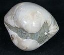 Polished Fossil Clam - Large Size #9537-2